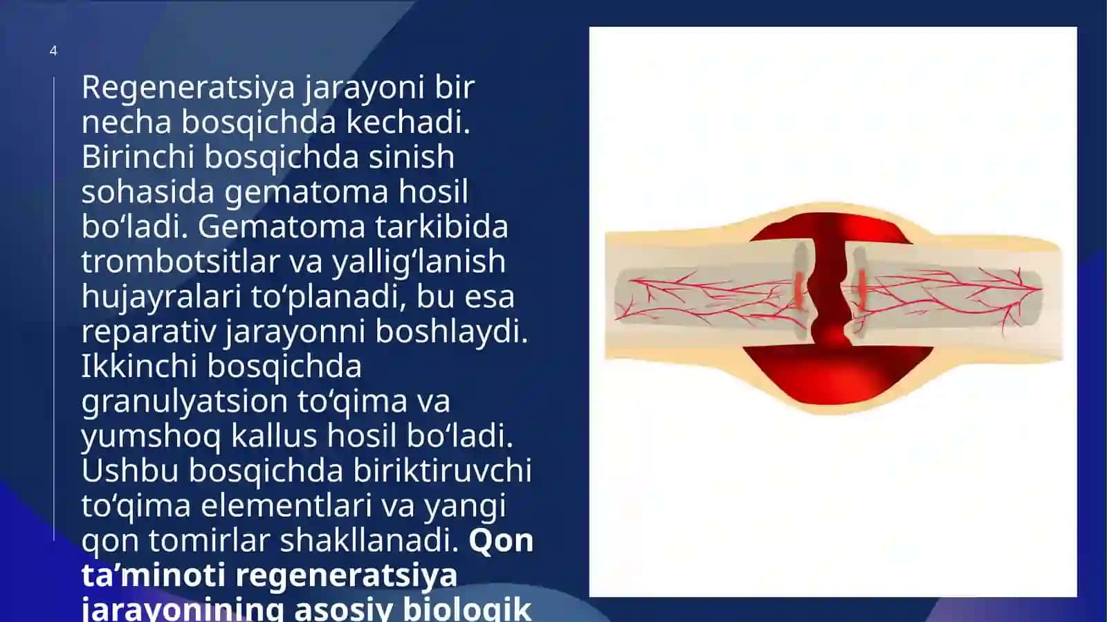 Suyak to‘qimasining regeneratsiyasini stimulyatsiya qilish 4