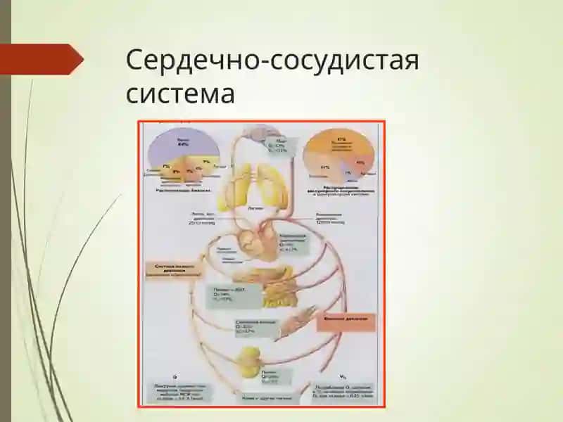 Патофизиология сердечной недостаточности 4