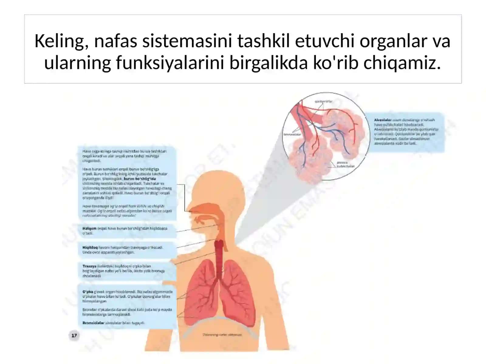 Nafas sistemasi 4