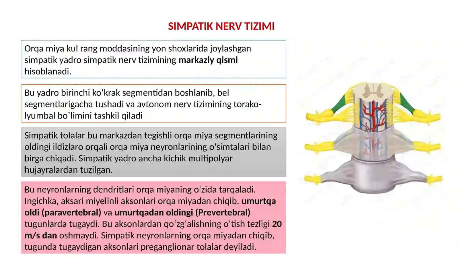Simpatik, parasimpatik va metasimpatik sabt tizimi 4