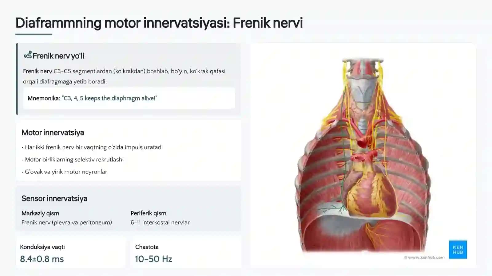 FIZIOLOGIYA 4
