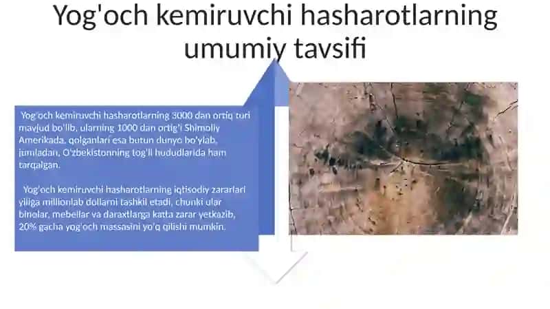 Ksilofag hasharotlar 4