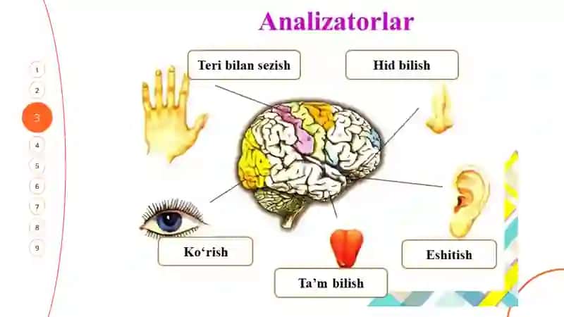 ANALIZATORLAR FIZIOLOGIYASI 4
