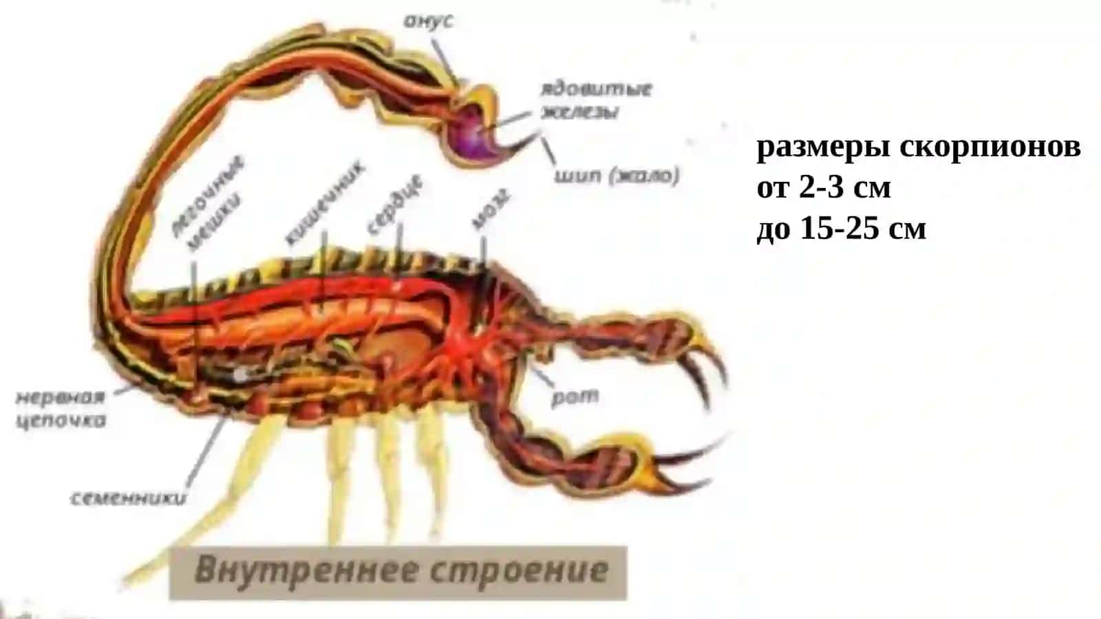 скорпион 4