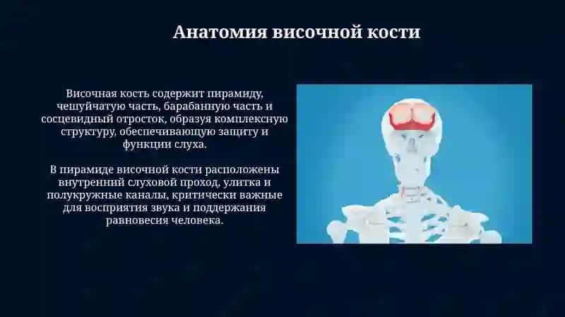 Презентация Височная и Клиновидная кость 4
