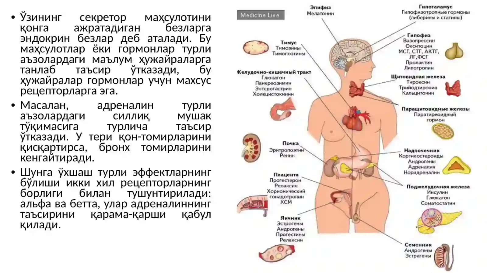 «ЭНДОКРИН ТИЗИМИ» 4