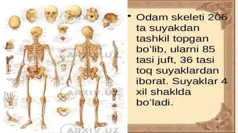 Bolalar uchun ensklapediya 4