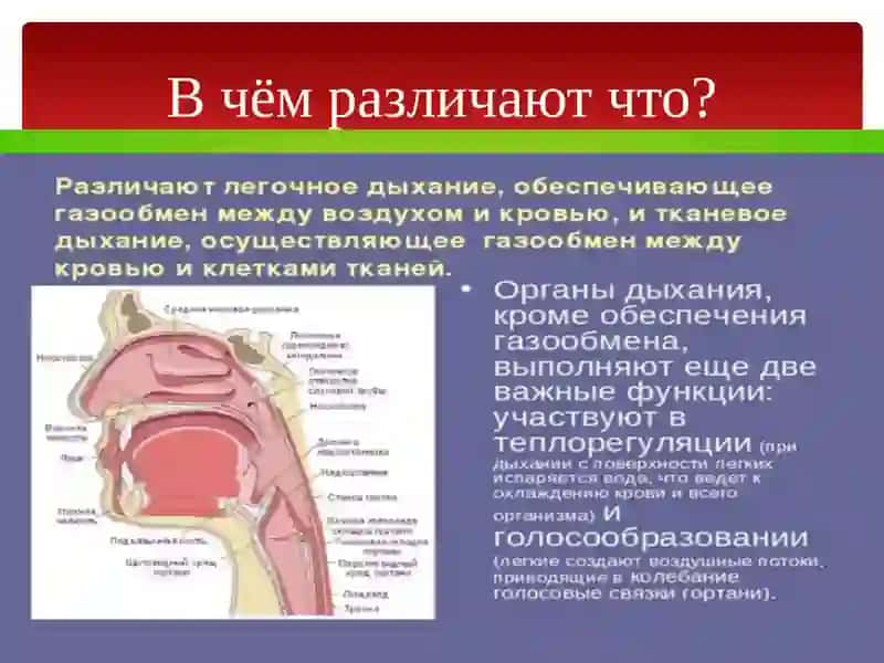 Органы дыхания 4