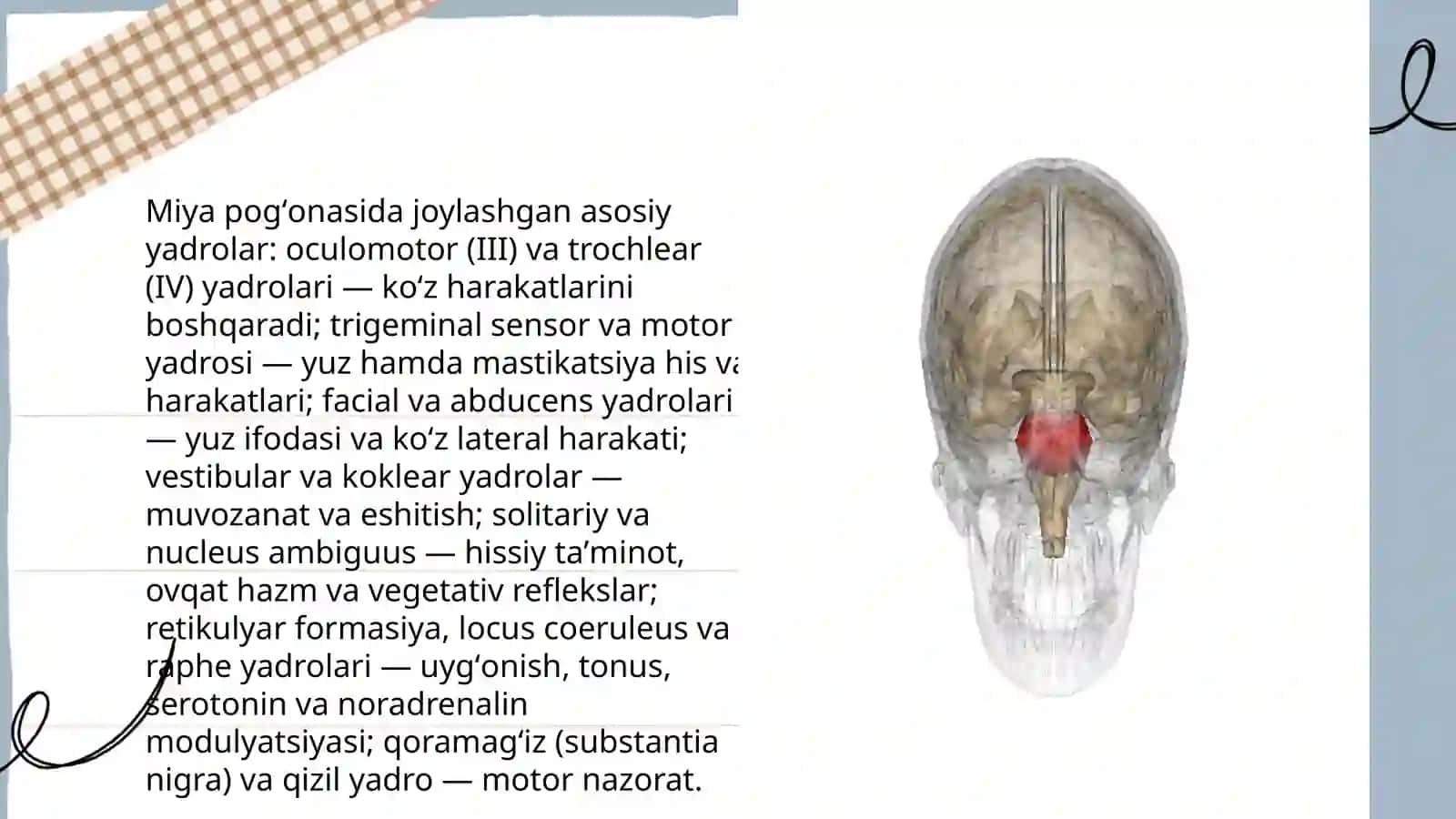 miya pogʻonasi va uning ahamiyati 4