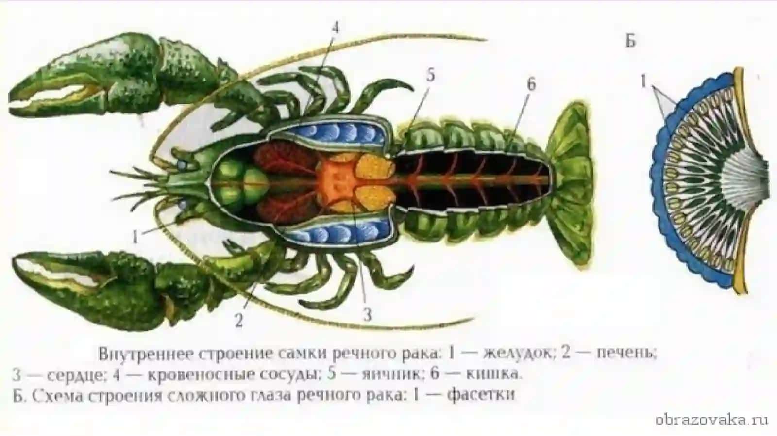 ДАРЁ ҚИСҚИЧБАҚАСИНИ ТУЗИЛИШИ 4