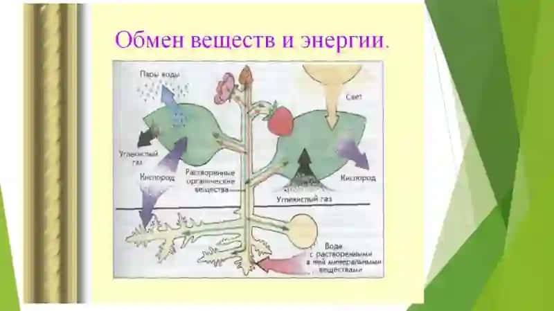 MODDALAR VA ENERGIYA ALMASHINUVINI O’RGANISH 4