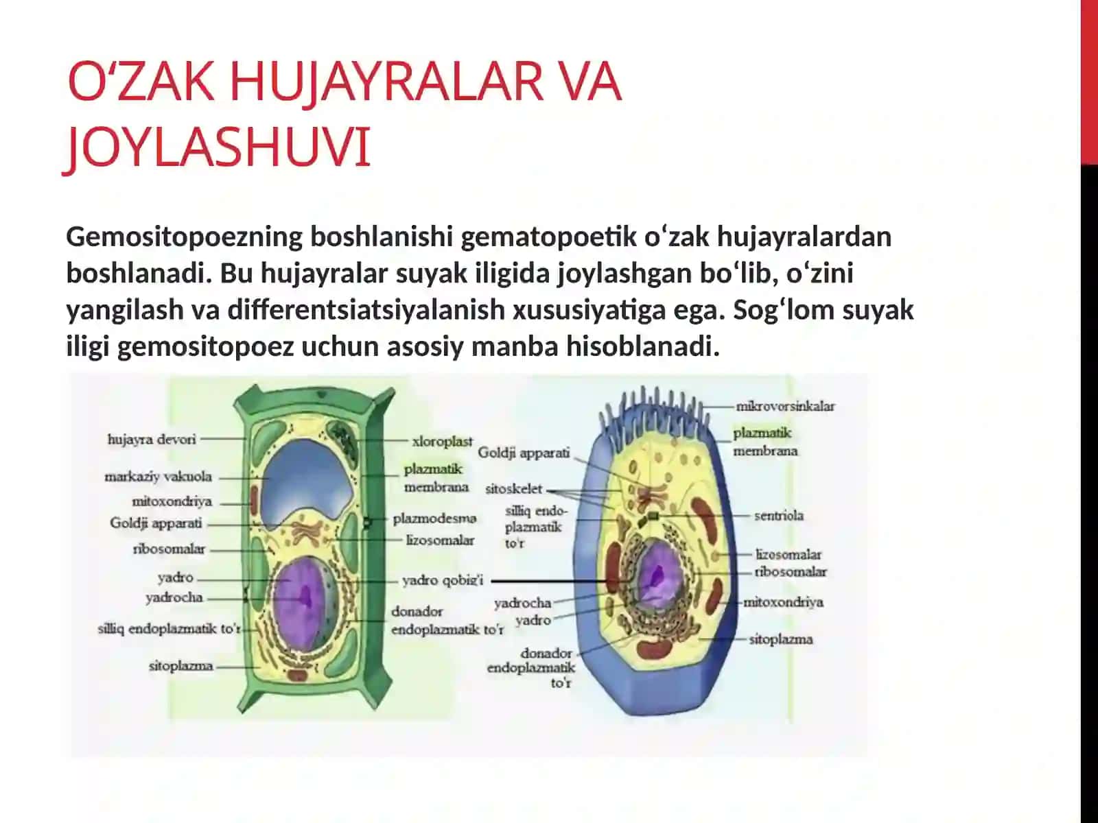 Gemositopoez Jarayonining Boshqarilishi 4