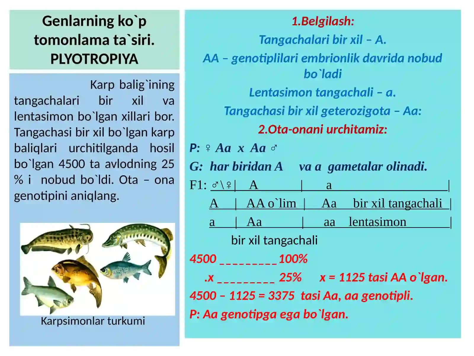 GENETIKA ASOSLARIDAN MASALALAR ISHLASH 4