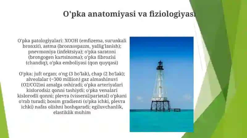 Havo qon tôsiğining tuzilishi vazifalari va patologiyasi.ôpka regeneratsiyasi va transplantatsiyasi 4