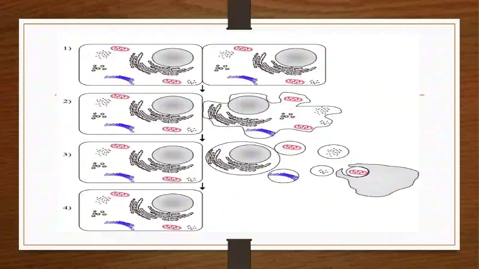 Apoptoz mexanizmlari 4