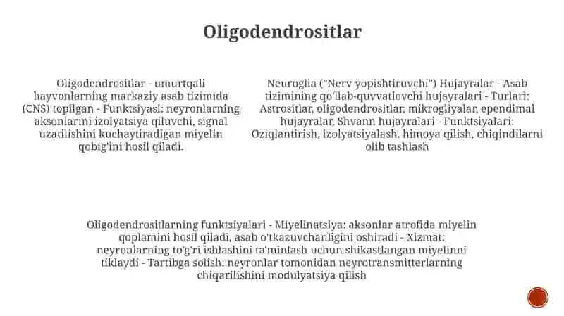 Neyrogliya Hujayralarining Xillari Va Funksiyalari 4