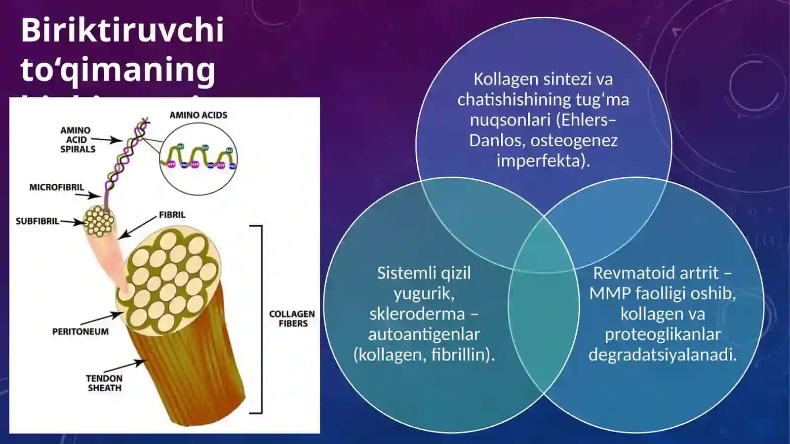 Muskullar va biriktiruvchi to‘qima biokimyosi 4
