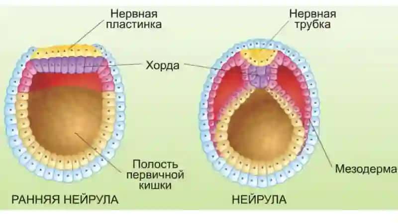 Нейруляция 4