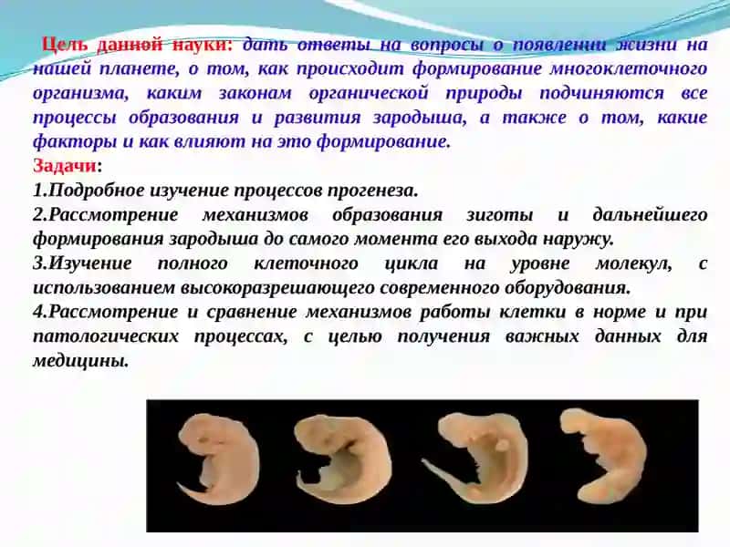 Эмбриология 4
