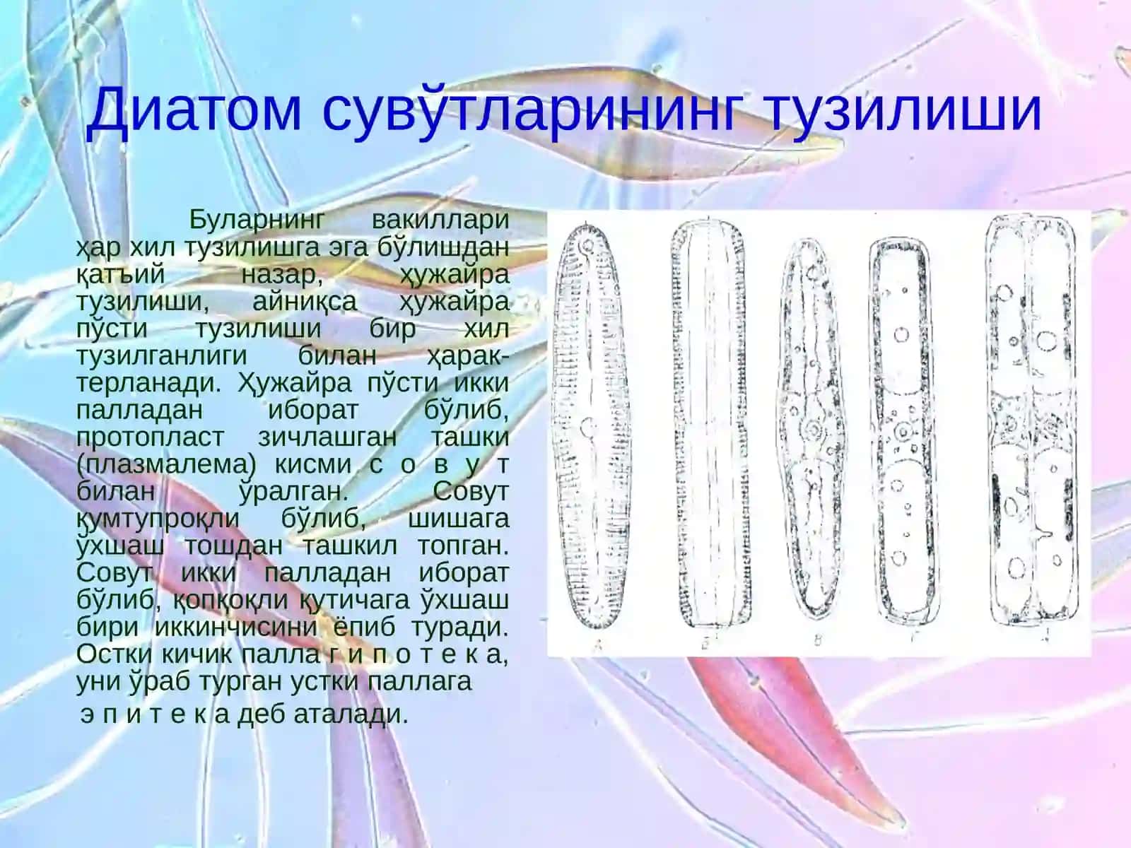 Диатом сувўтлари бўлими-Bacillariophyta 4