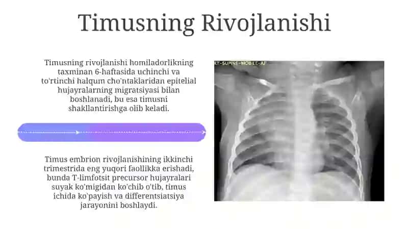 Ayrisimonbez (timus) 4