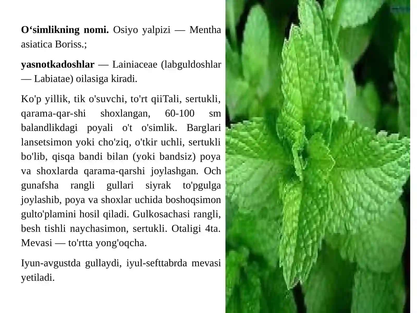 Dorivor oʻsimliklar 4