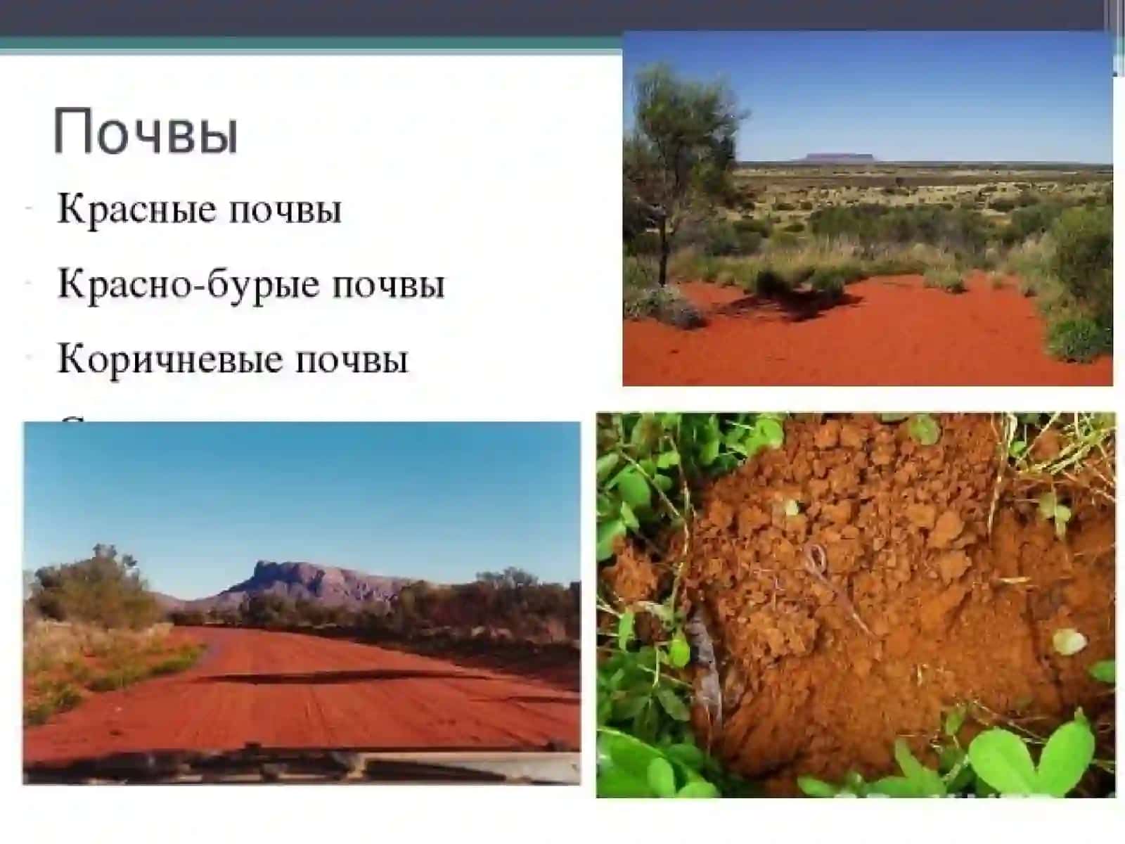 Почвы влажных субтропиков 4