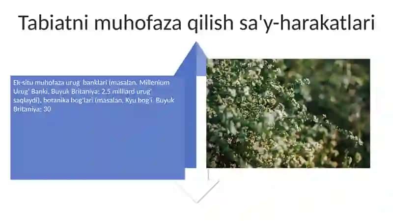 Gulzorlar va maysazorlar 4