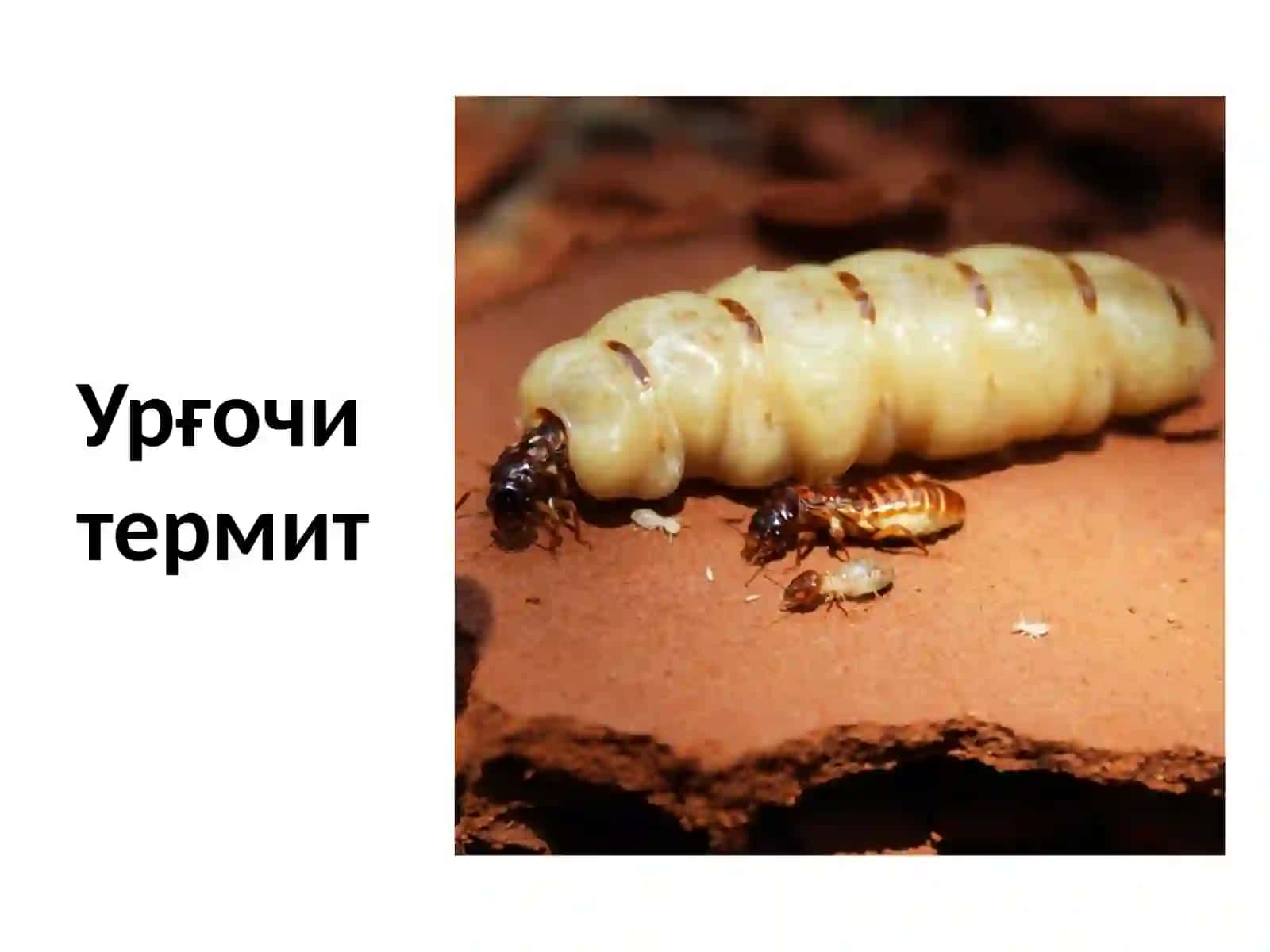 Термитлар ватўғриқа нотлилар туркуми 4