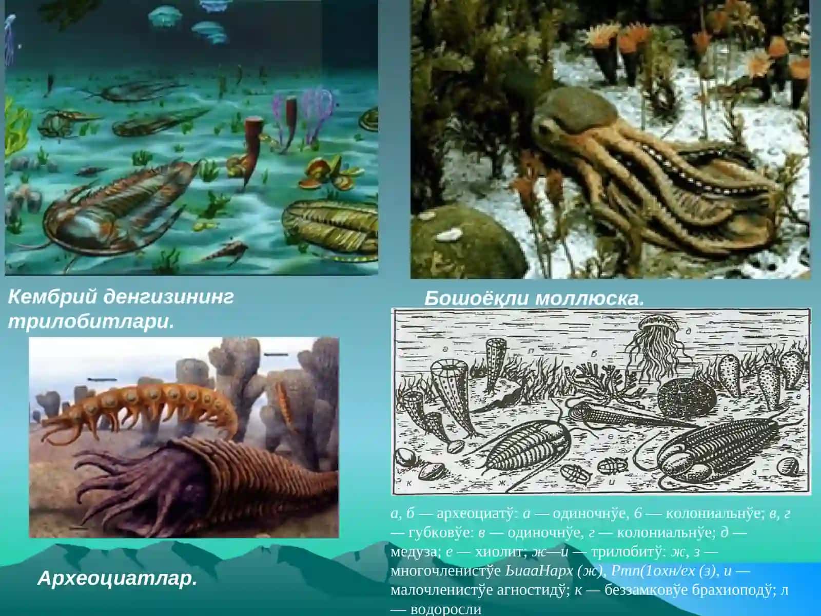 Фауна ва флораларни ахамияти 4