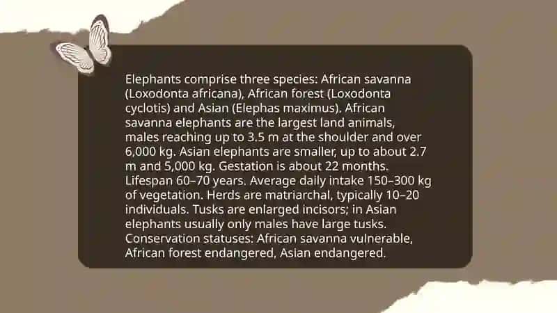 Big Cats 4