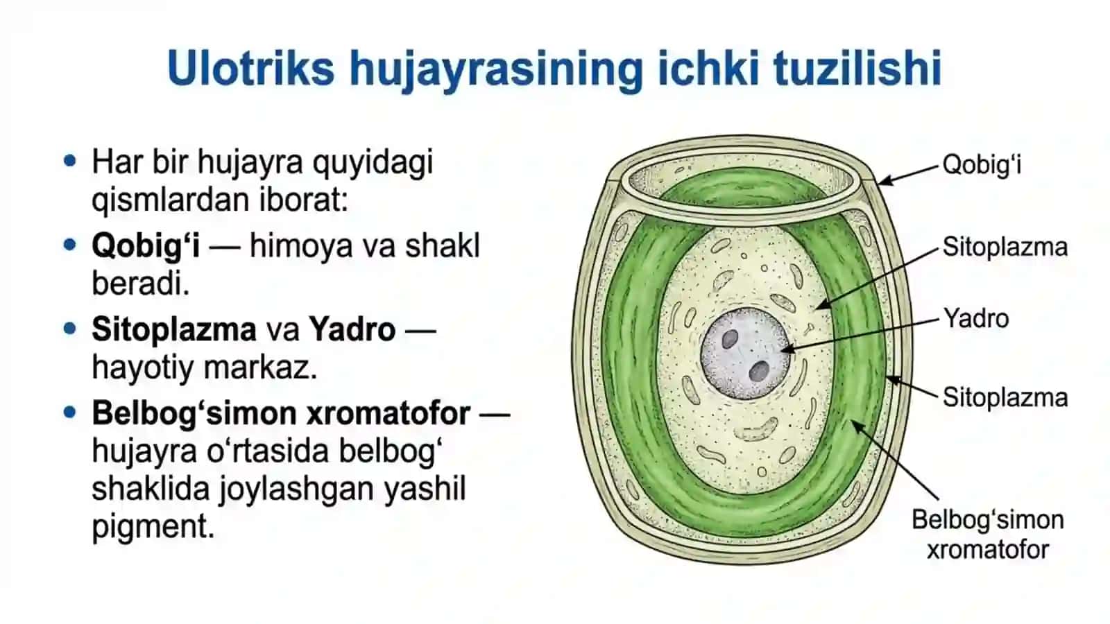 Ko'p hujayrali yashil suvo'tlar 4