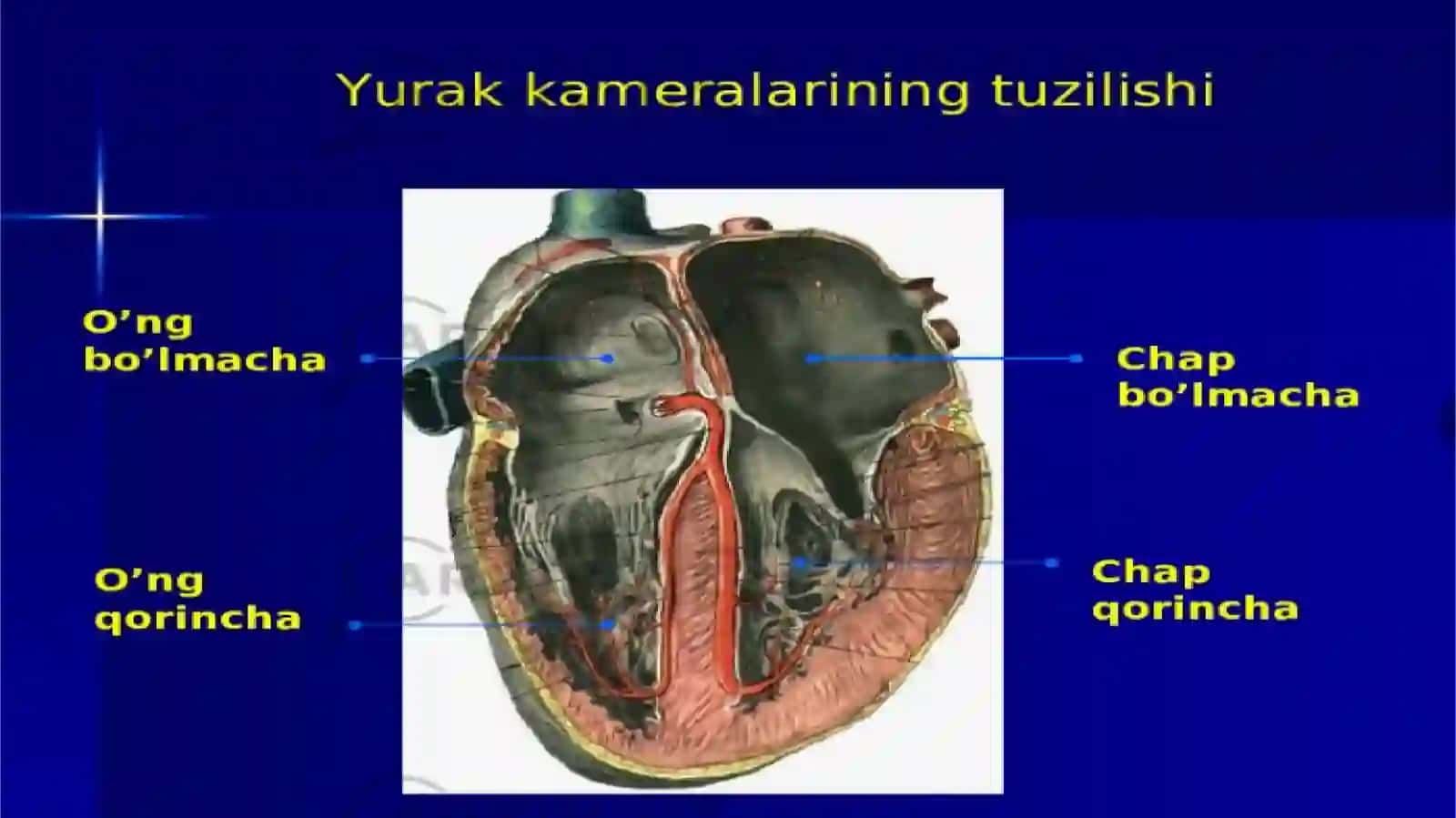 Yurak auskultatsiyasi 4