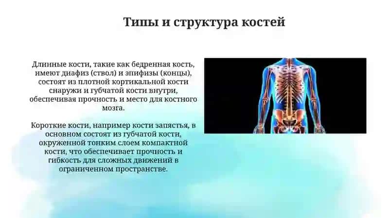 Анатомия костей скелета 4