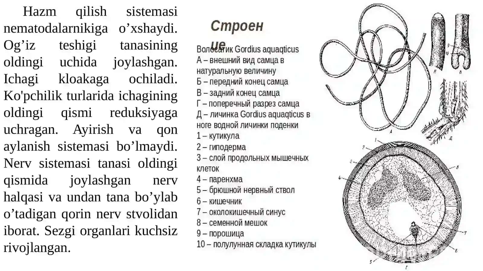 QILCHUVALCHANGLAR (NEMATOMORPHA)TIPI 4