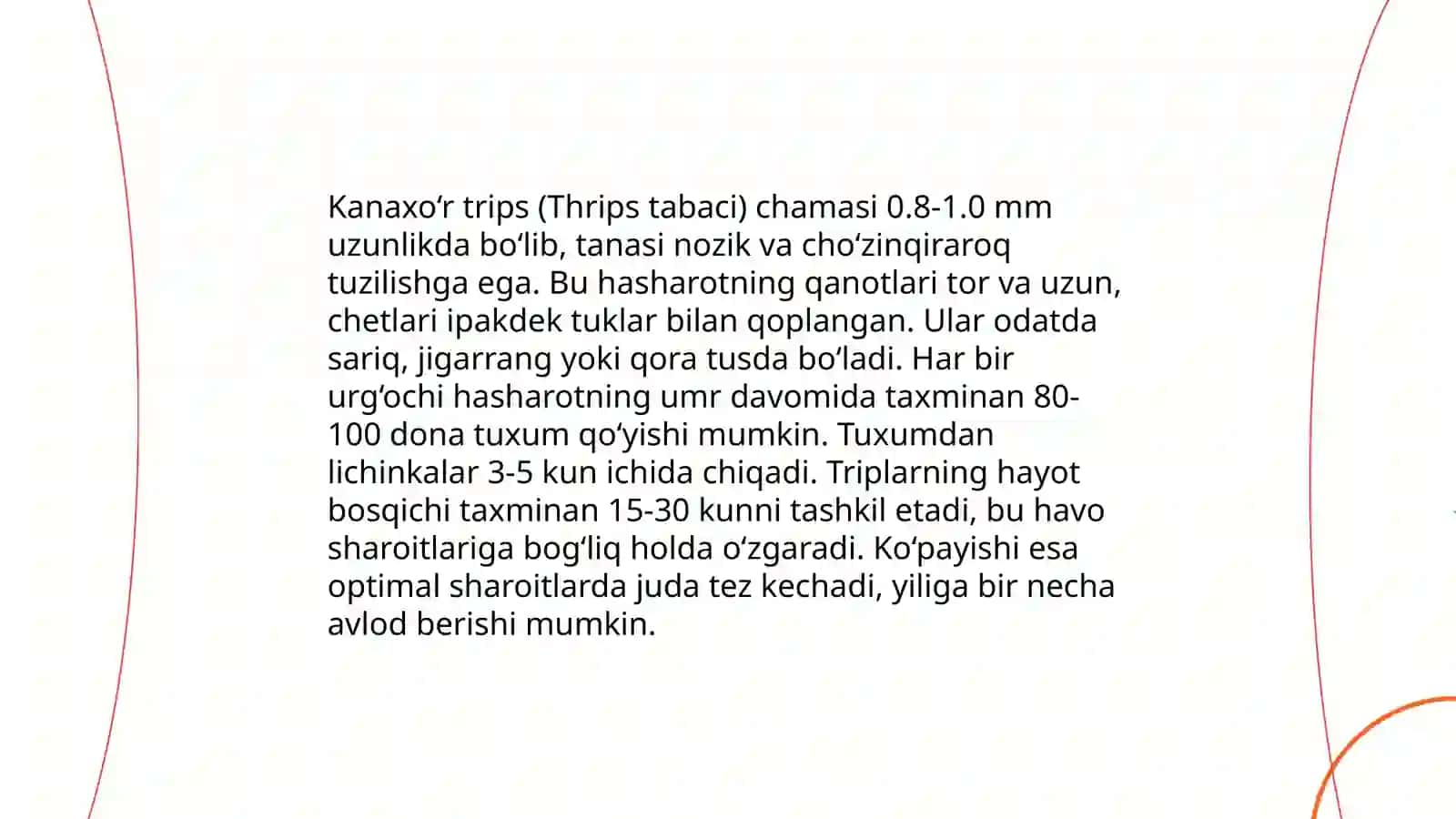 Kanaxoʻr tripslar morfologiyasini oʻrganish 4