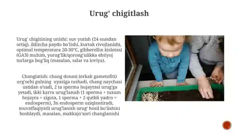 Urugʻlanish va urugʻning rivojlanishi 4