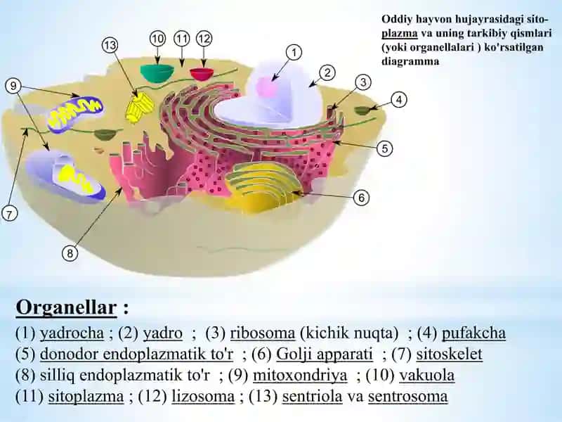 Prakariot hujayralarning umumiy tuzilishi 4