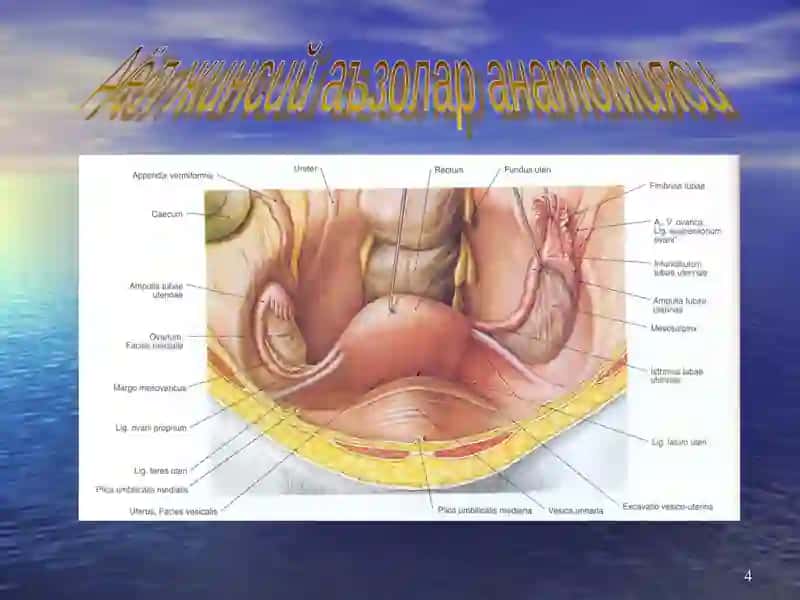 Аёллар жинсий аъзолар анатомияси 4