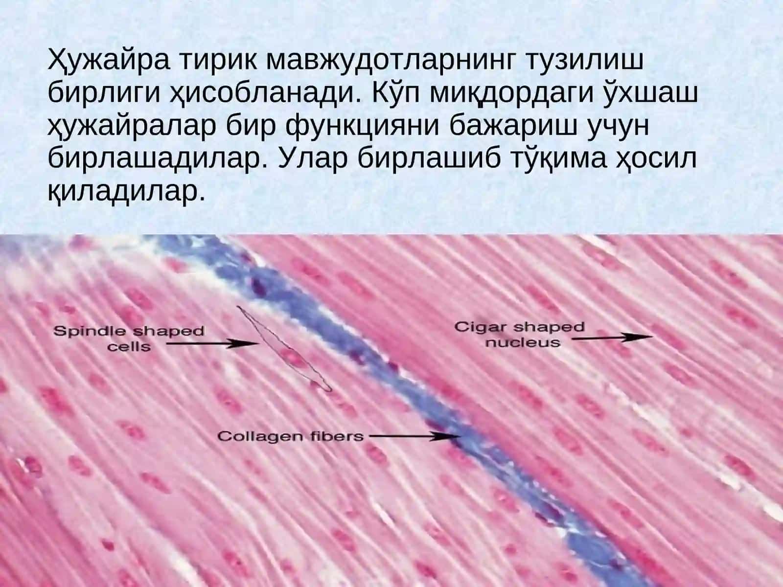 Органлар тизими 4