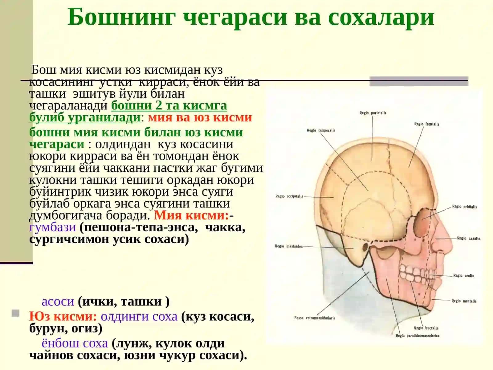 Бошнинг топографик анатомияси 4