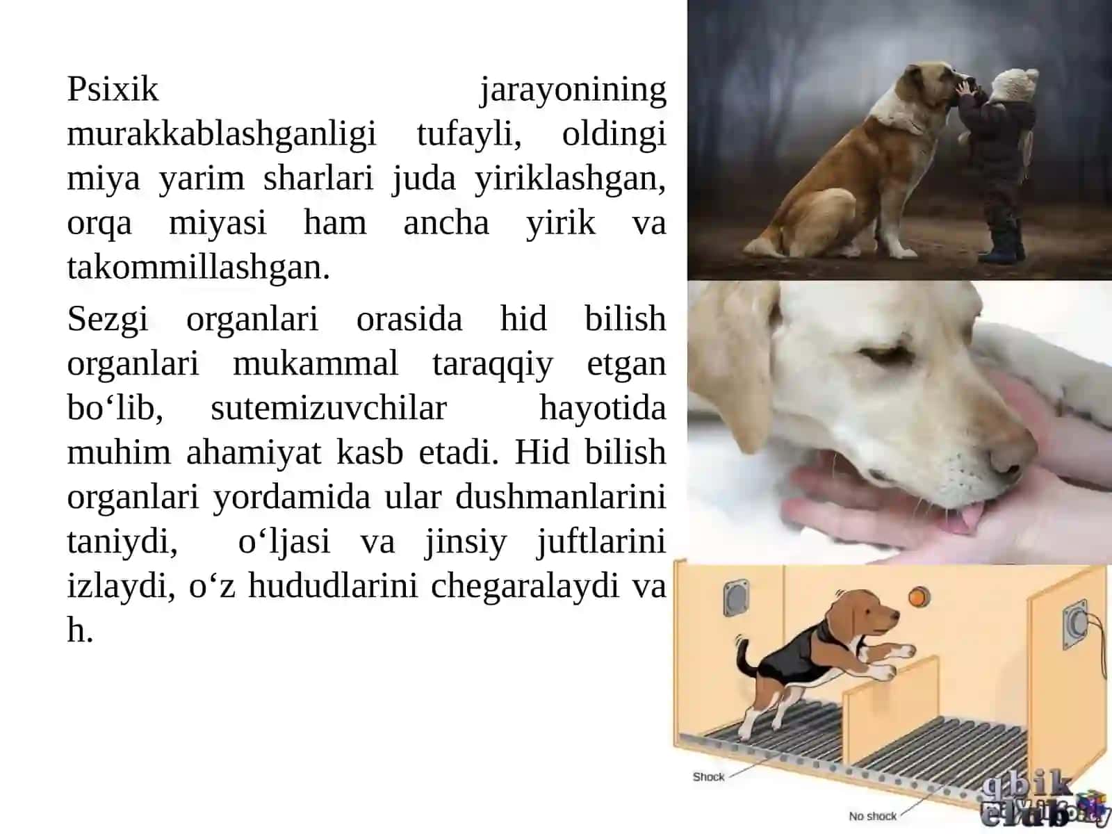 8-mavzu. Sut emizuvchilar-biozararlash manbalari 4