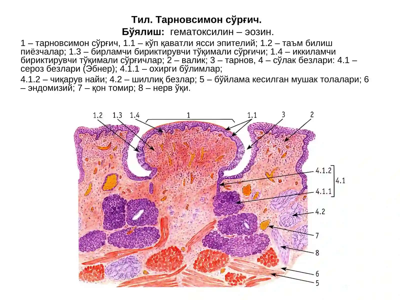ОҒИЗ БЎШЛИҒИ АЪЗОЛАРИ 4