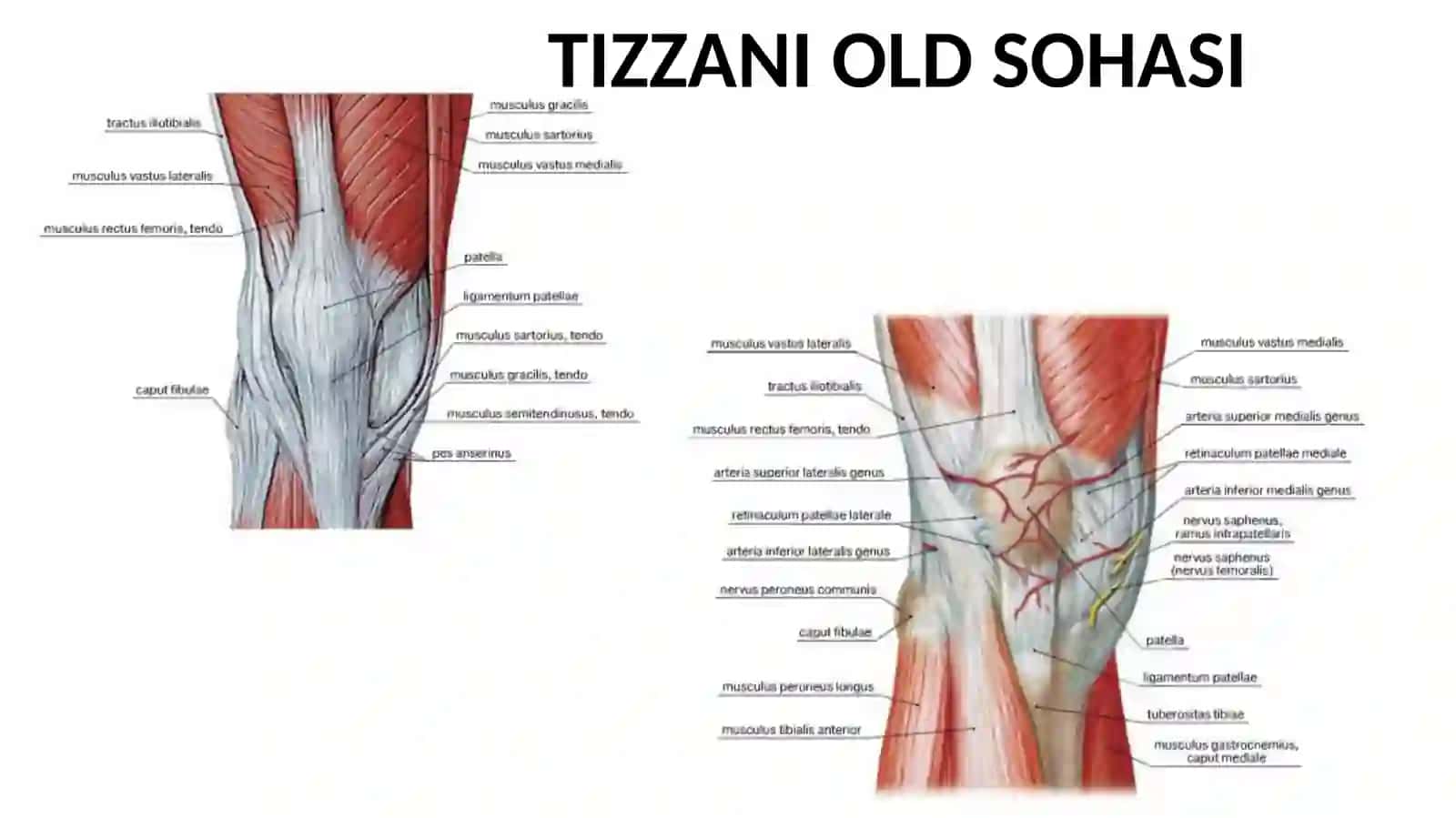 Oyoqning topografikanatomiyasi 4