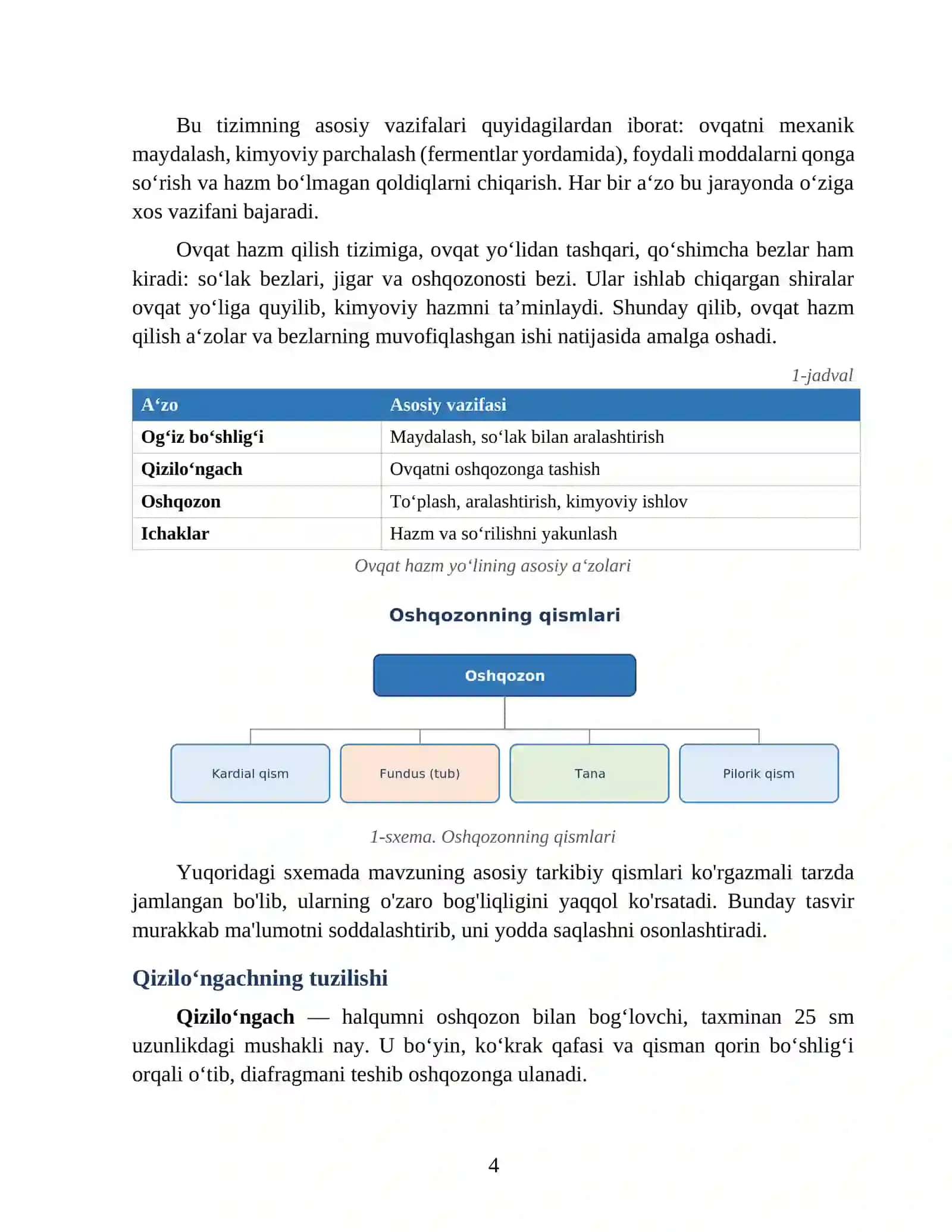 Qizilo‘ngach va oshqozonning tuzilishi 4