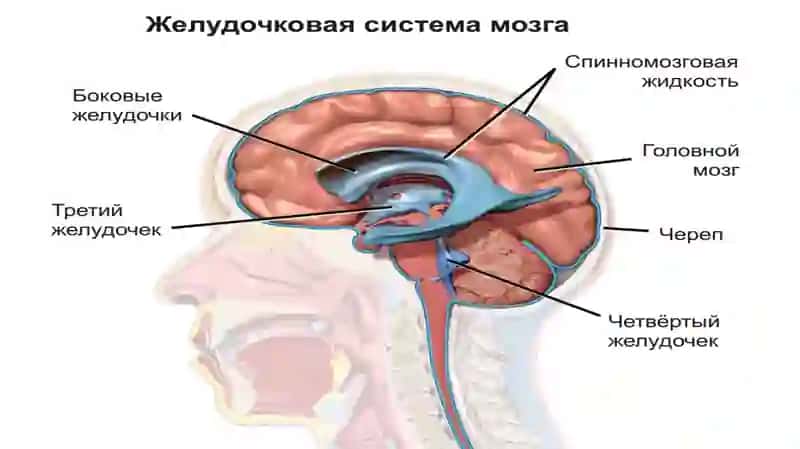 Kлиническое значение вариантной анатомии боковых желудочков 4