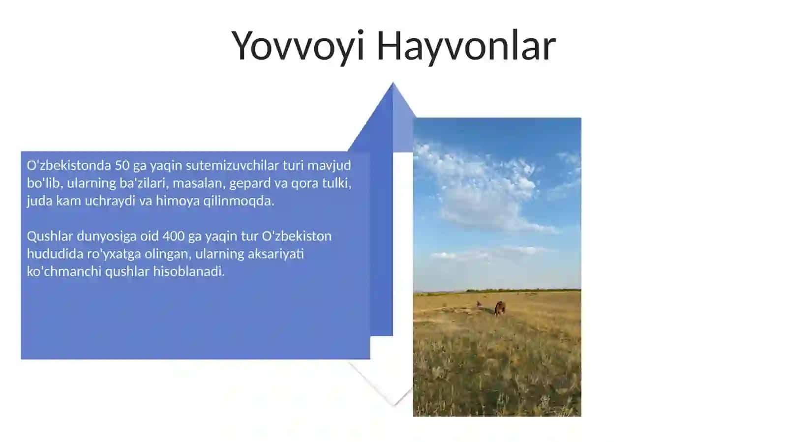 Животный мир Узбекистан 4