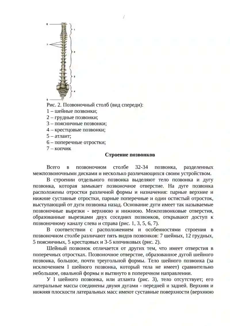 Строение позвоночного столба 4