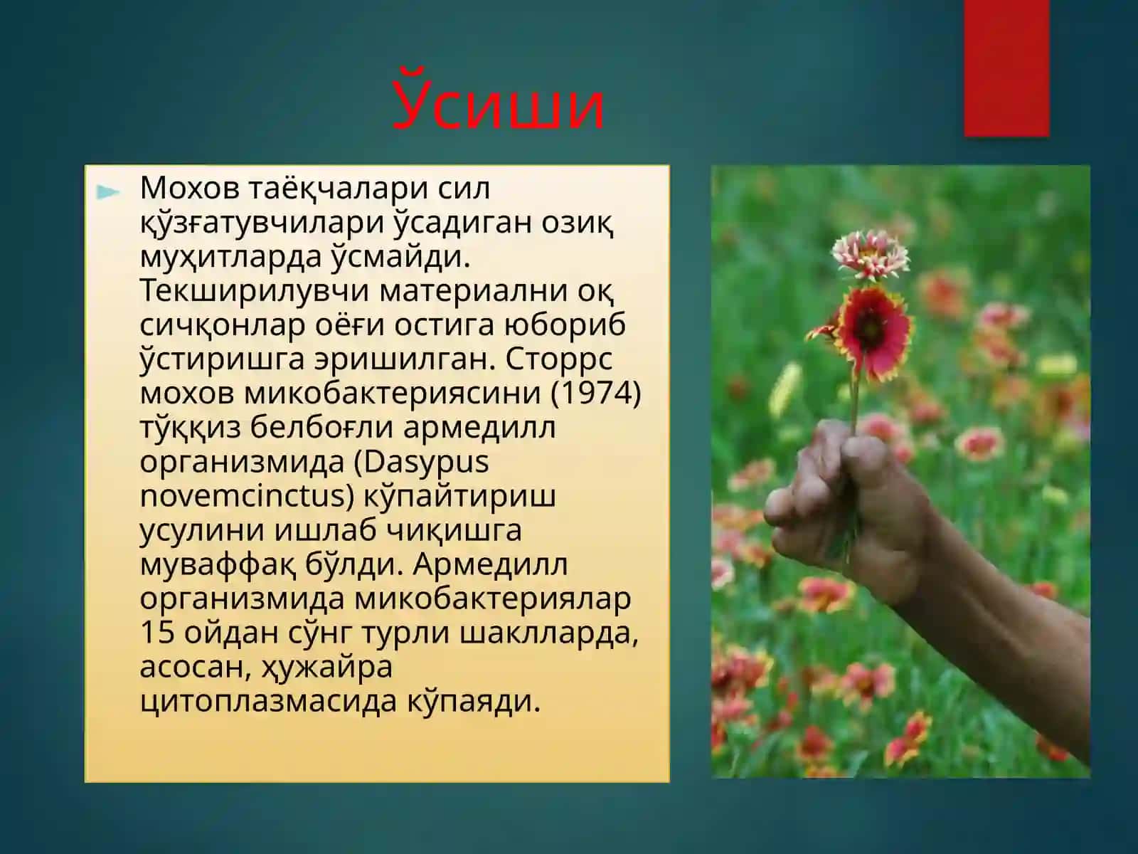 МОХОВ (ЛЕПРА) 4