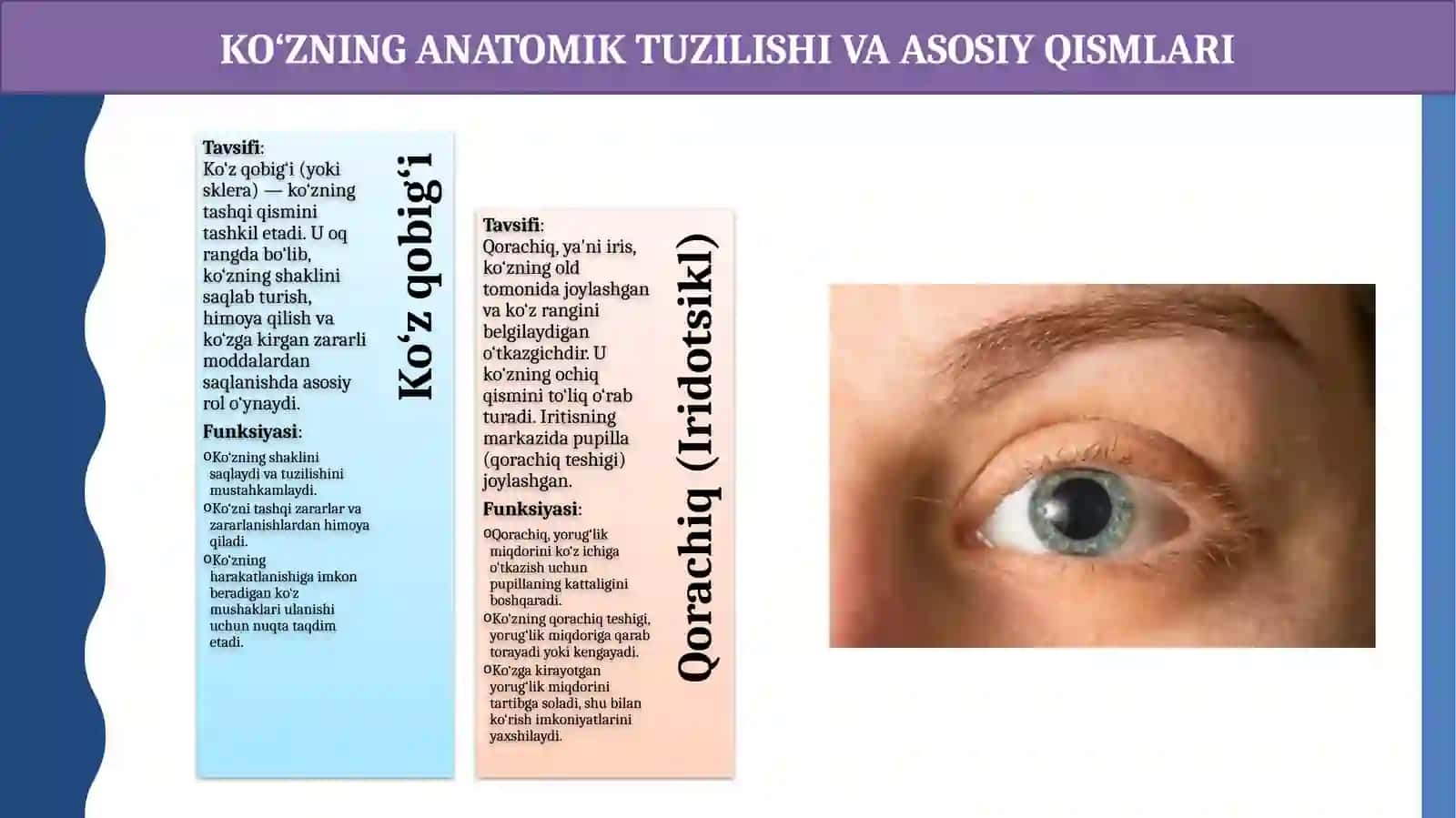 Ko'zning tuzulishi va ko'zakkomodasiyasi 4